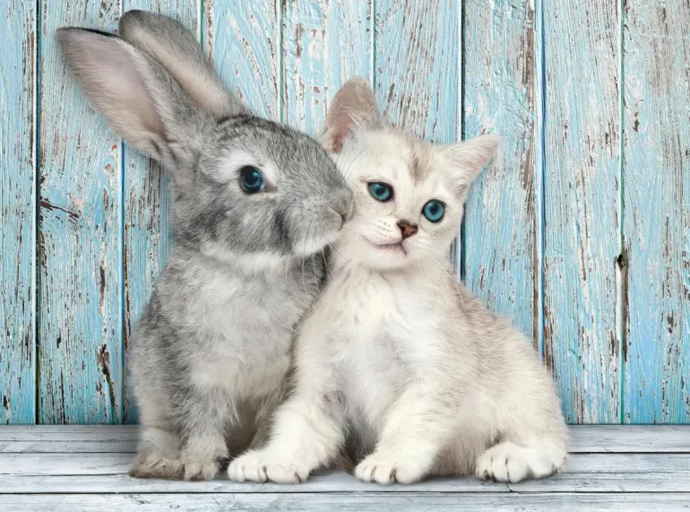 Clementoni: Cat & Bunny (500)