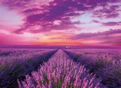 Clementoni: Lavender Field (1000)