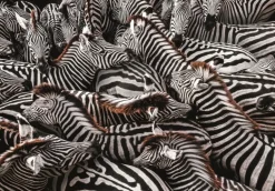 Clementoni: National Geographics - Burchell Zebras (1000)