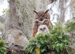 Cobble Hill: Great Horned Owl (1000)