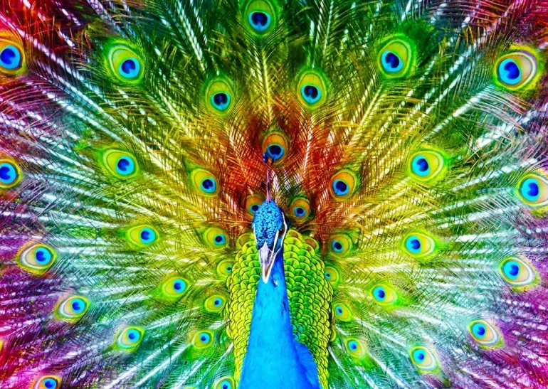 Enjoy: Colorful Peacock (1000)