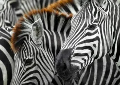Enjoy: Zebras (1000)