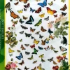 EuroGraphics: Butterflies (1000)