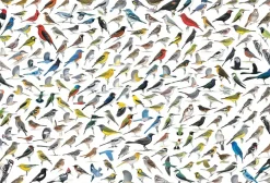 EuroGraphics: David Sibley - The World of Birds (2000)