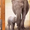 EuroGraphics: Elephant & Baby (1000)