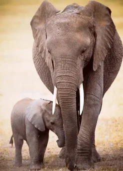 EuroGraphics: Elephant & Baby (1000)