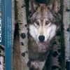 EuroGraphics: Gray Wolf (1000)