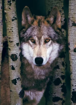 EuroGraphics: Gray Wolf (1000)