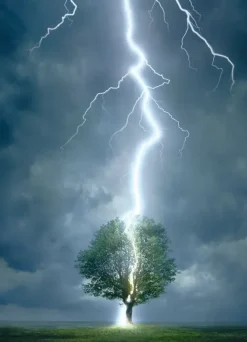 EuroGraphics: Lighting Striking Tree (1000)