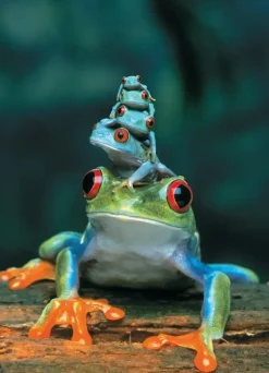 EuroGraphics: Red-Eyed Tree Frog (1000)