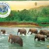EuroGraphics: Save Our Planet Collection - Rain Forest (1000)