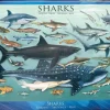 EuroGraphics: Sharks (1000)