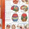 EuroGraphics: The Brain (1000)
