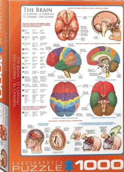 EuroGraphics: The Brain (1000)