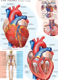 EuroGraphics: The Heart (1000)