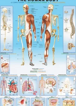 EuroGraphics: The Human Body (1000)