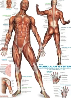 EuroGraphics: The Muscular System (1000)