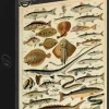 Grafika: Larousse - Fish (1000)