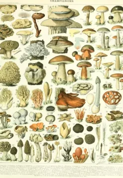 Grafika: Larousse - Mushrooms (1000)