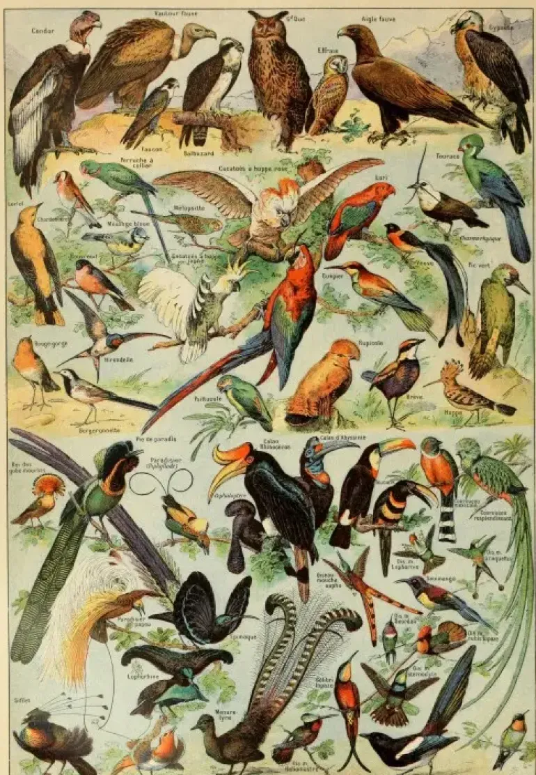 Grafika: Larousse pour Tous - Birds (1000)