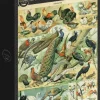 Grafika: Nouveau Larousse - Birds (1000)