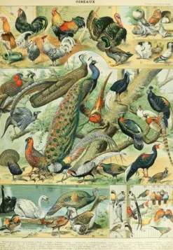 Grafika: Nouveau Larousse - Birds (1000)