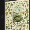 Grafika: Nouveau Larousse - Molluscs (1000)