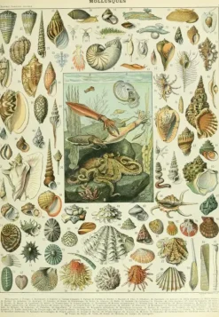 Grafika: Nouveau Larousse - Molluscs (1000)
