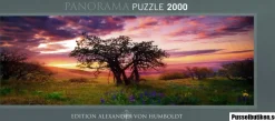 Heye: Panorama - Humboldt, Oak Tree (2000)