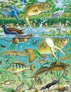 Larsen: Rampussel - Djurarter i dammen (50)