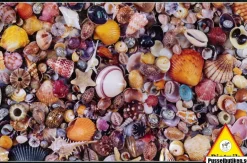 Piatnik: Seashell (1000)