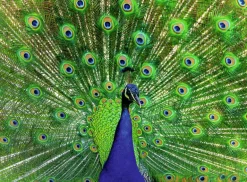 Ravensburger: Colorful Animals - Peacock (500)