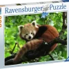 Ravensburger: Cute Red Panda (500)