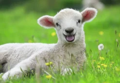 Ravensburger: Farm Animal Babies (2 x 12)