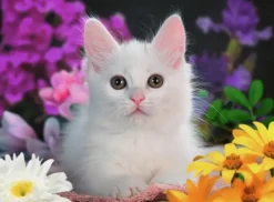 Ravensburger: Glitter Cat (100)