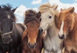 Ravensburger: Horse Friends (2 x 24)