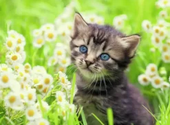 Ravensburger: Kitten in the Meadow (500)