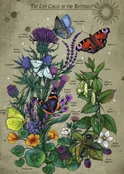 Ravensburger: Lifecircle Butterfly (1000)