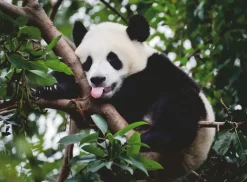 Ravensburger: Panda Bear (500)