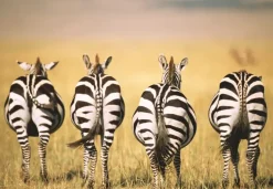 Ravensburger: Puzzle Moment - Zebra (300)
