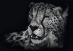 Schmidt: Ashley Rader - Speed, Cheetah - The Epitome of Grace (1000)