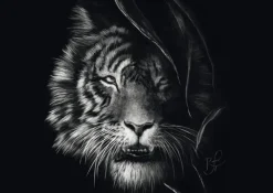 Schmidt: Ashley Rader - Wilderness, Tiger - The Epitome of Freedom (1000)