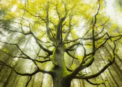 Schmidt: Stefan Hefele - Dream Tree (1000)