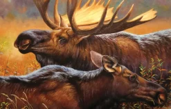 SunsOut: Don Juan (1000)