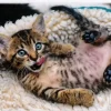 Trefl: Cheerful Kitten (1000)