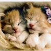 Trefl: Sleeping Kittens (500)