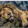 Trefl: Sleeping Lion (1000)
